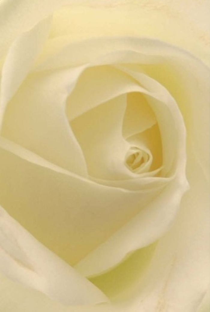 Viewed up close, this classic white rose becomes a captivating study in softness and structure, reminiscent of the harmonious diversity found throughout Brixton. Each layer of creamy white and subtle ivory blends seamlessly, echoing the gentle natural light that filters through the windows along Brixton Hill. As you gaze into its spiraled core, there's a palpable sense of tranquility and refinement-the kind that commands quiet reflection in a bustling neighborhood café. The meticulous arrangement of each petal suggests both purity and quiet strength, ideal for moments that call for sincerity, whether as a wedding centrepiece in one of Brixton's historic venues or a heartfelt gesture delivered to a loved one off Effra Road. The interplay of colour, shadow, and the rose's natural curls elevates its inherent beauty to something almost ethereal. There's an unspoken fragrance here: clean, calming, just the right note to resonate across any occasion. For those in Brixton seeking a floral expression that communicates both emotion and artistry, this rose stands as a testament to thoughtful craftsmanship and local pride.